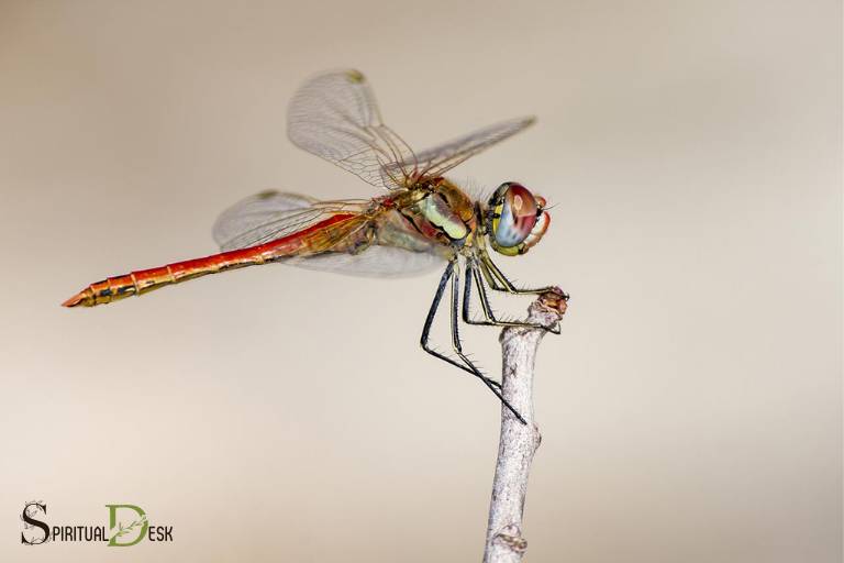 spiritual beauty of dragonfly