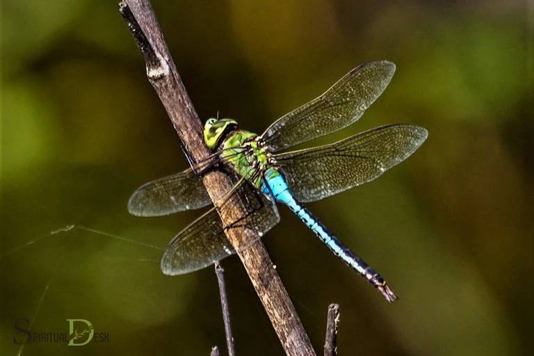 spiritual dragonfly meaning quotes