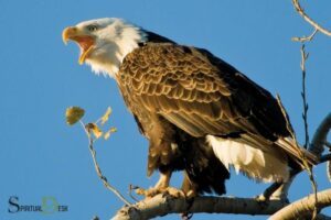 Spiritual Meaning Behind Eagle: The Hidden Meaning