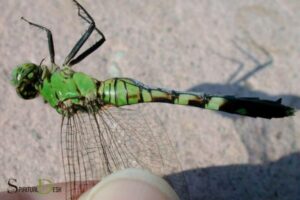 Spiritual Meaning for Excessive Dragonfly Encounter: Growth!