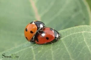 spiritual meaning of a ladybug with 7 spots