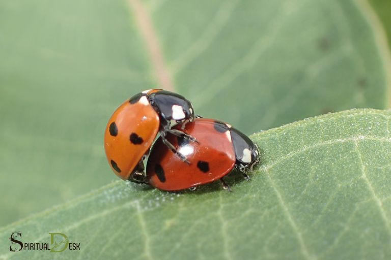 spiritual meaning of a ladybug with 7 spots