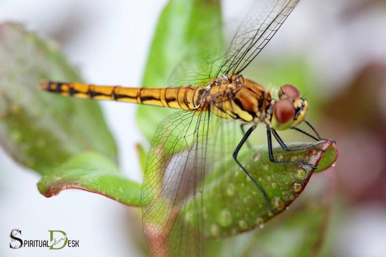 spiritual meaning of dragonfly