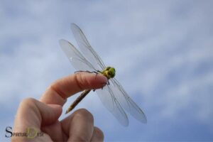 Spiritual Meaning of Dragonfly Landing on You