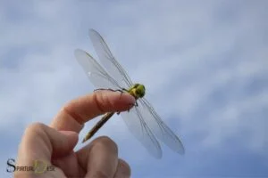 spiritual meaning of dragonfly landing on you