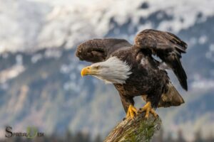 Spiritual Meaning of Eagle: A Sign of Strength and Freedom