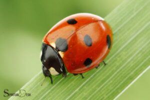 spiritual meaning of ladybug