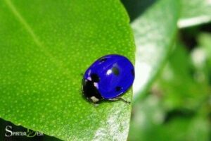 Steel Blue Ladybug Spiritual Meaning: Luck!