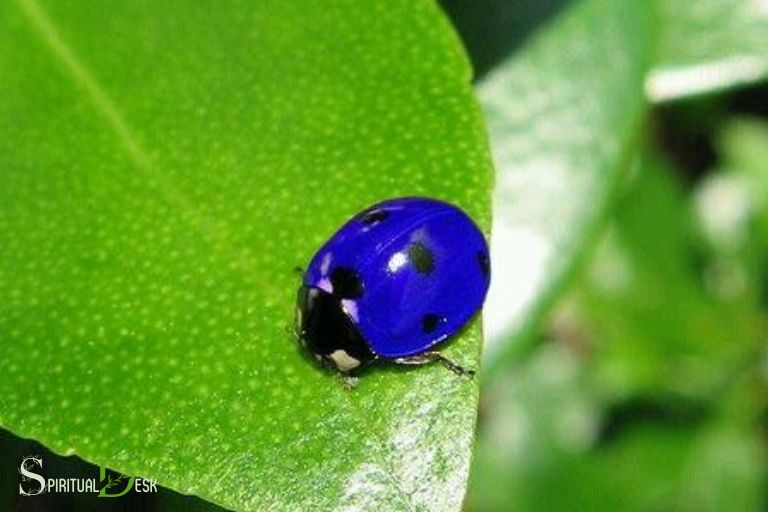 steel blue ladybug spiritual meaning