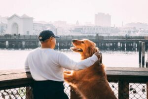 The Dharma of Dogs Our Best Friends As Spiritual Teachers