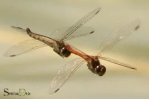 Two Dragonflies Flying Together Spiritual Meaning