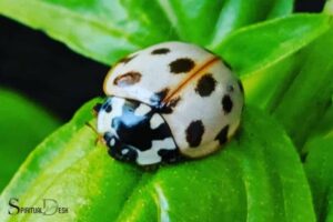White Ladybug Spiritual Meaning: Innocence!