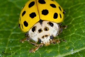 yellow ladybug spiritual meaning