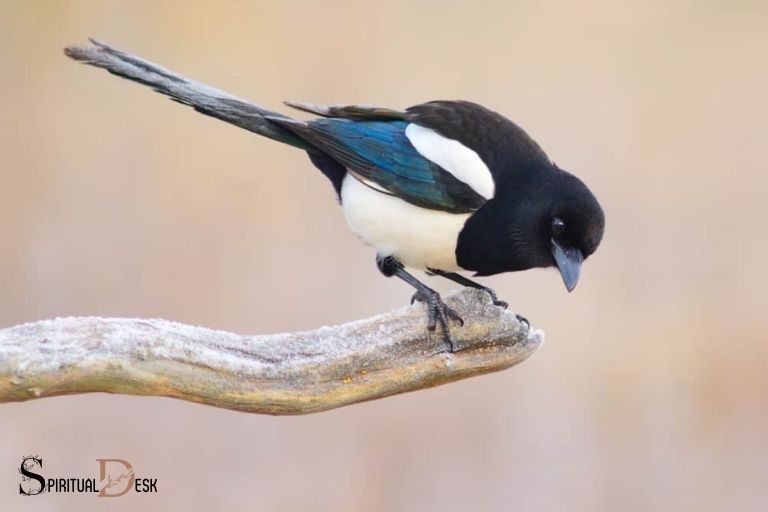 Keep Seeing Magpies Spiritual Meaning