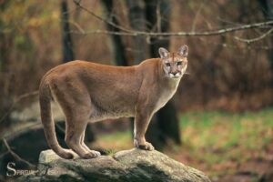 Spiritual Meaning of Cougar: Power, Confidence!