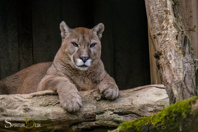 Spiritual Meaning of Cougar in Dreams