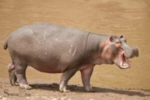 Spiritual Meaning of Hippopotamus in Dreams