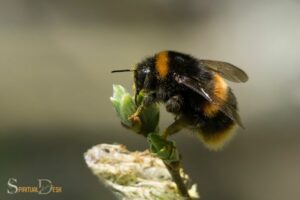 What Is the Spiritual Meaning of a Bumblebee? Determination