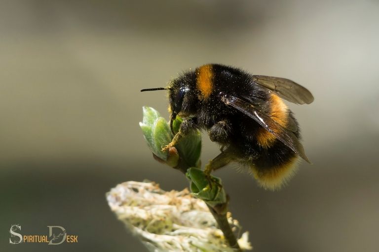 What Is the Spiritual Meaning of a Bumblebee