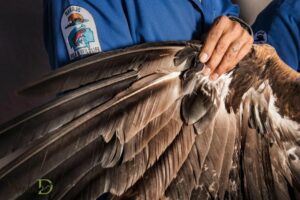 Eagle Feather Spiritual Meaning: Divine Connection!