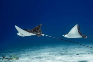 Eagle Ray Spiritual Meaning: Freedom!