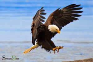 Eagle Represents Spiritual Protection: Guidance