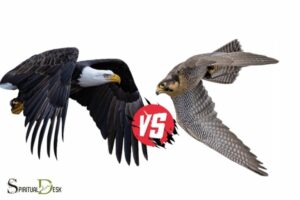 eagle vs falcon spiritual meaning