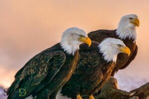 Eagles Spiritual Meaning In Hinduism: Divine Power!
