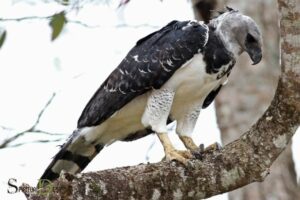 Harpy Eagle Spiritual Meaning: Discovering the Meanings