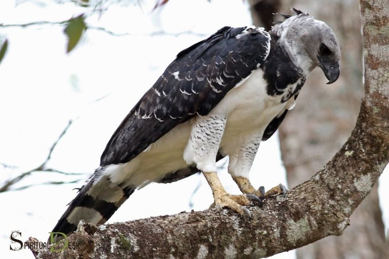 harpy eagle spiritual meaning