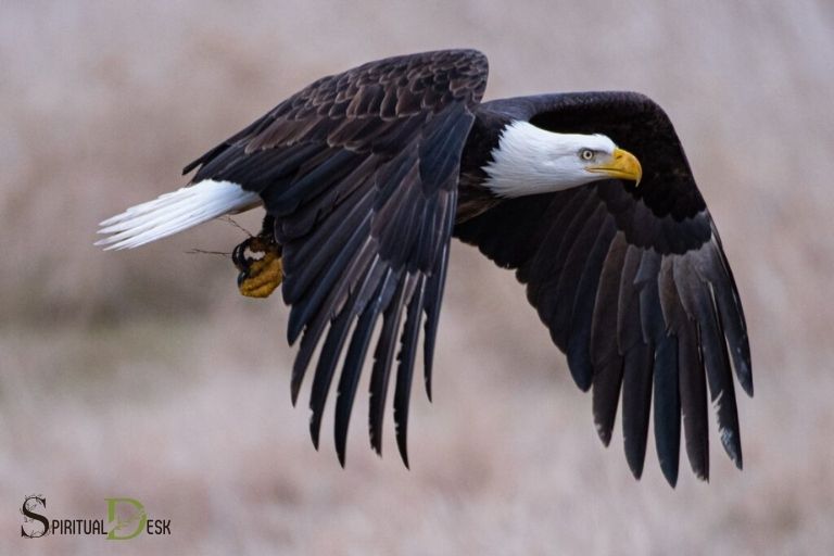 spiritual characteristics of an eagle