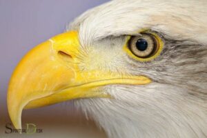 Spiritual Meaning Of Eagle Eye: Perception!