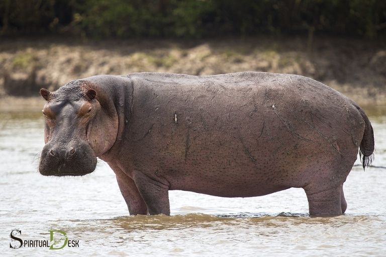 spiritual meaning of hippopotamus