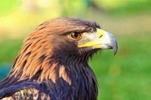 Spiritual Meaning Of Seeing The Eagle Trusted: Strength!