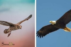 Spiritual Significance Of Seeing Eagles Hawks: Strength!