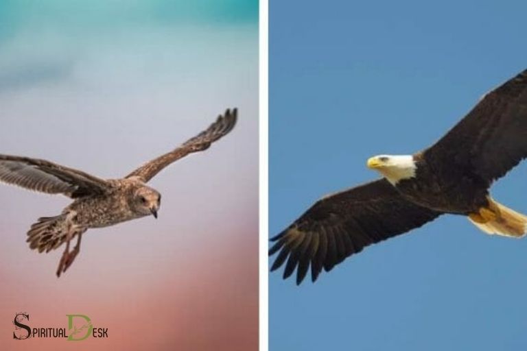 spiritual significance of seeing eagles hawks