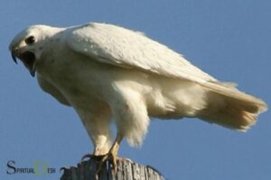White Eagle Spiritual Healing: Discoverd