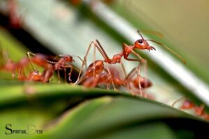 What Is the Spiritual Meaning of Ants? Teamwork!