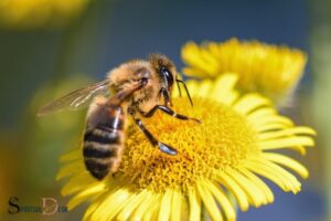 What Is the Spiritual Meaning of a Bee? Hard Work!