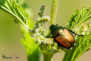 What Is the Spiritual Meaning of a Beetle? Transformation