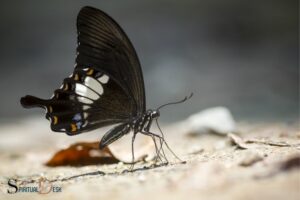 What Is the Spiritual Meaning of a Black Butterfly?