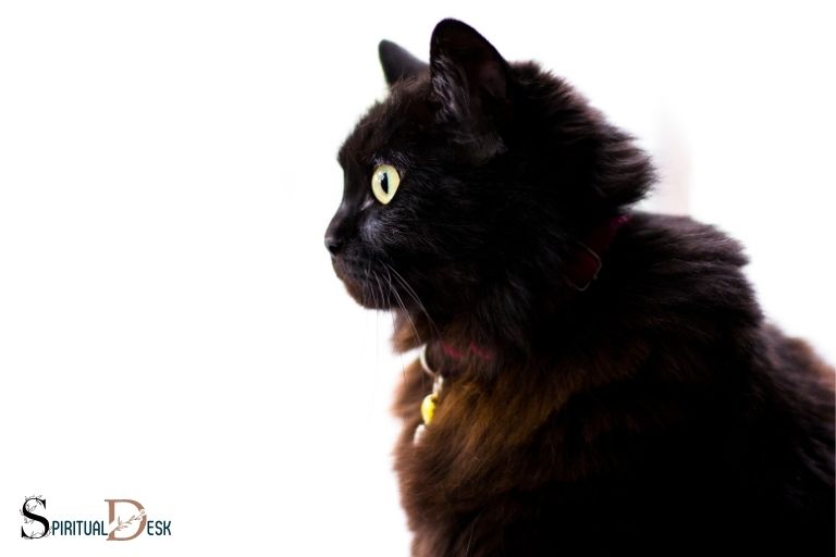 what-is-the-spiritual-meaning-of-a-black-cat-intuition