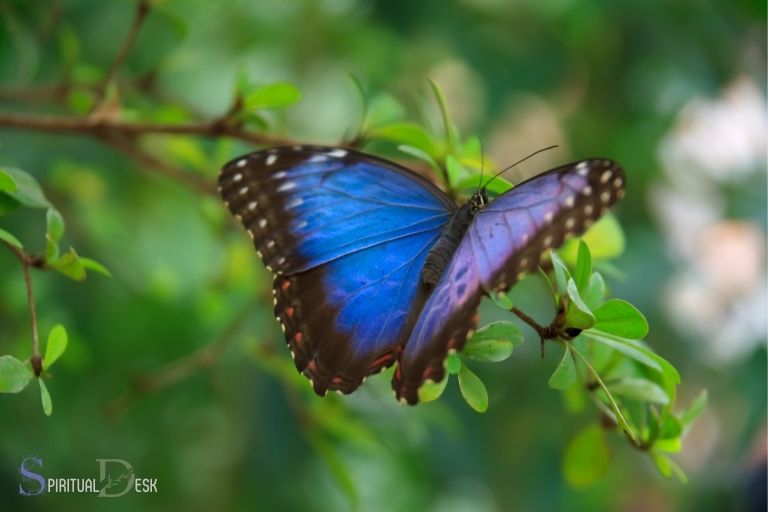 What Is the Spiritual Meaning of a Blue Butterfly