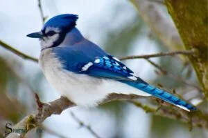 What Is the Spiritual Meaning of a Blue Jay? Protection!