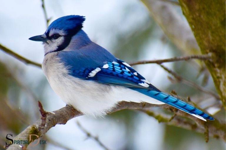 what-is-the-spiritual-meaning-of-a-blue-jay-protection