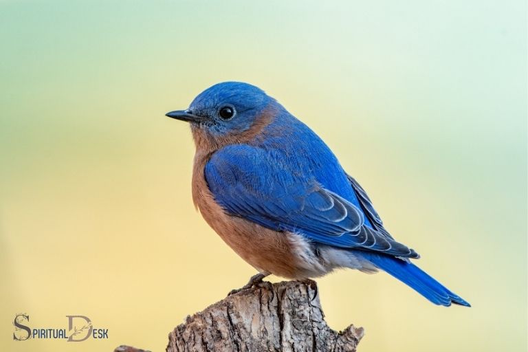 Spiritual Meaning Of Seeing Two Blue Birds