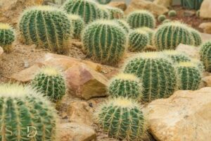 What Is the Spiritual Meaning of a Cactus? Strength!