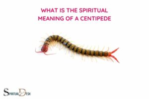 What Is the Spiritual Meaning of a Centipede? Adaptability