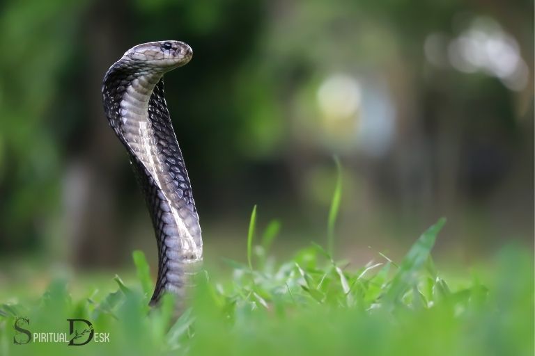 What Is the Spiritual Meaning of a Cobra
