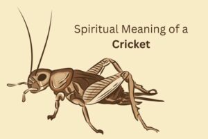 What Is the Spiritual Meaning of a Cricket? Good Luck!